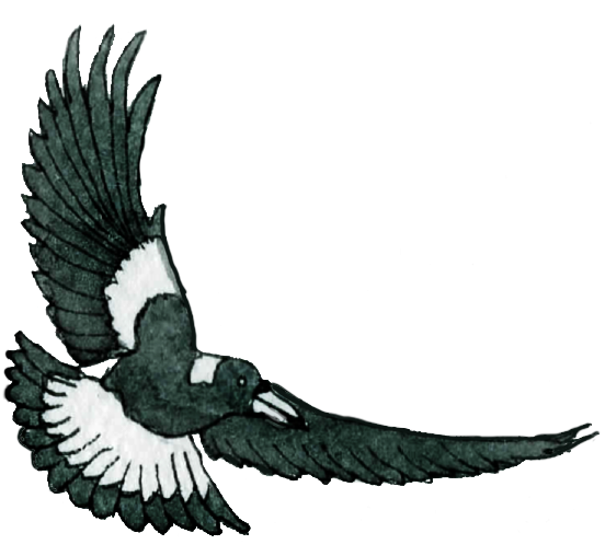 Magpie illustration