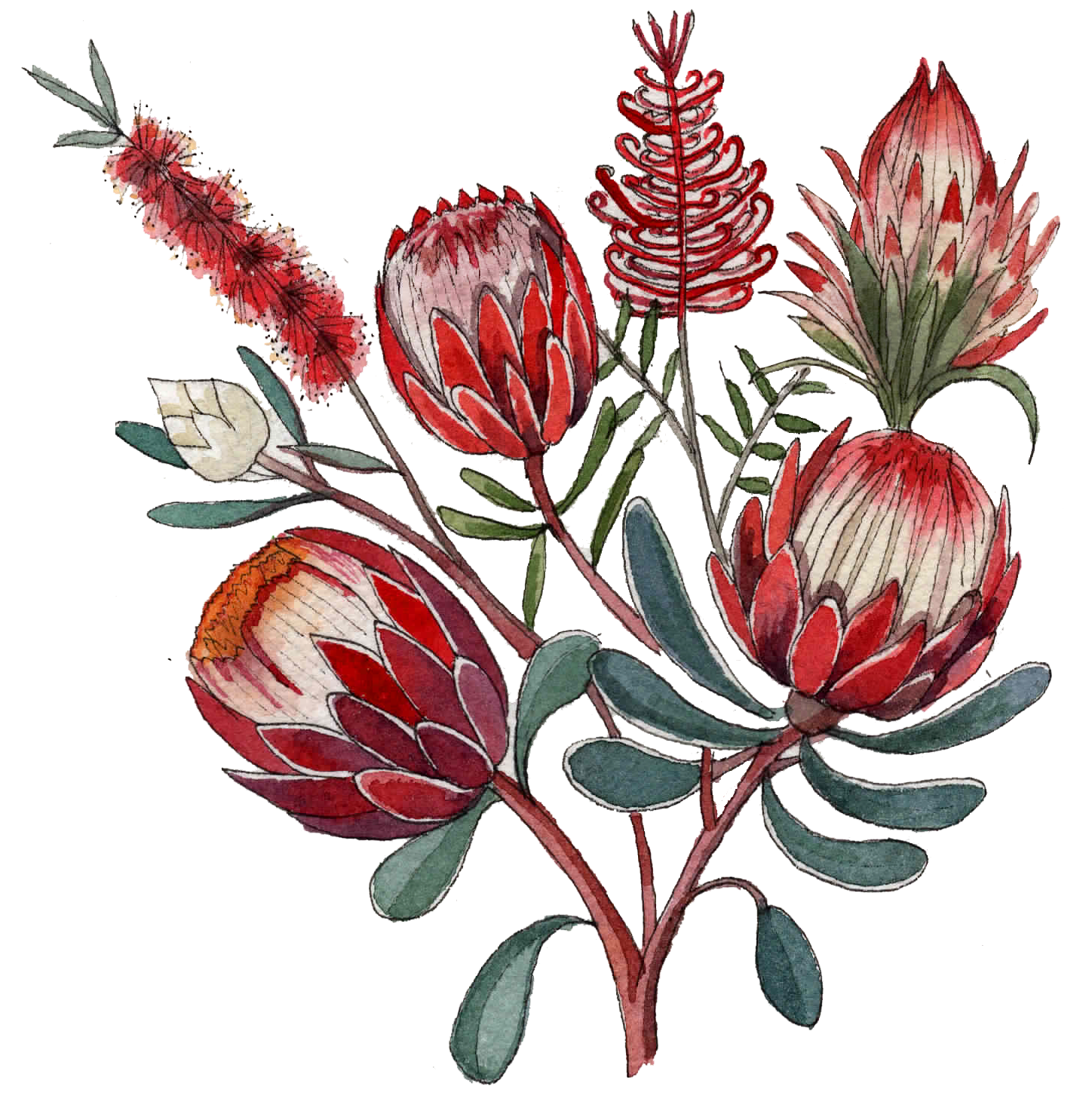 Waratah flower illustration