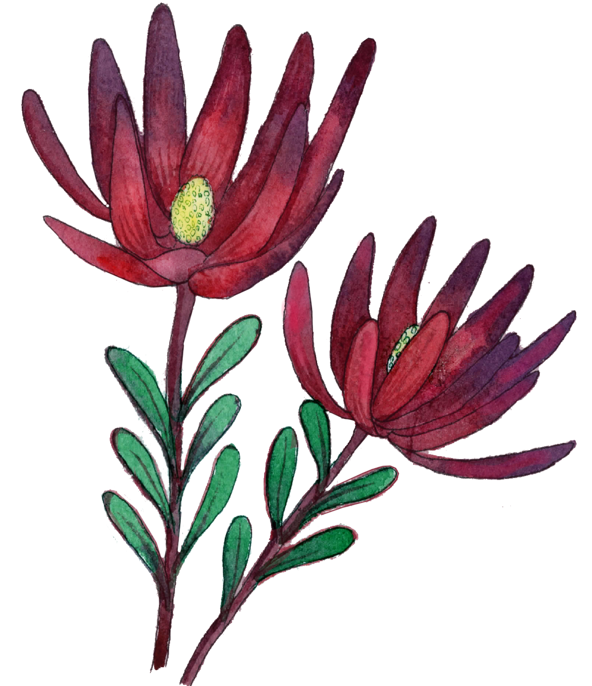Watercolor flowers